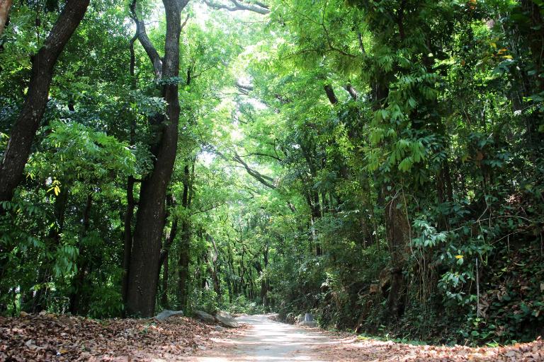 The Forest villa -Homestay with nature trails - B&B Pinnawala