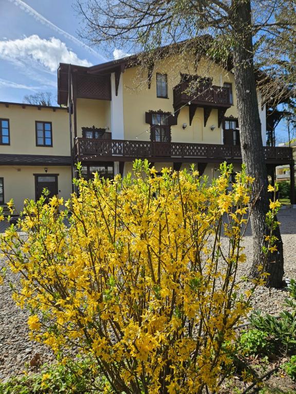 Villa Musik - apartments in historical Villa , Baden - Chambres d'hôtes Baden