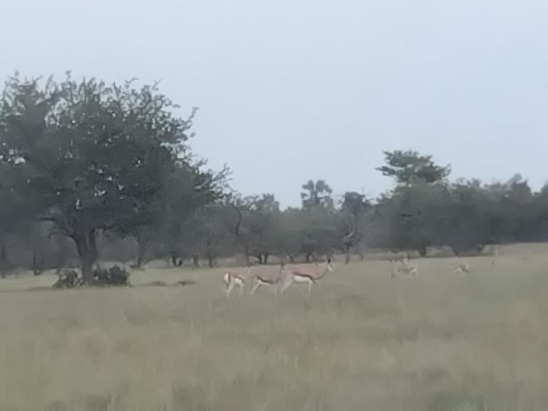 Paradise Nature Tented Camp - B&B Grootfontein