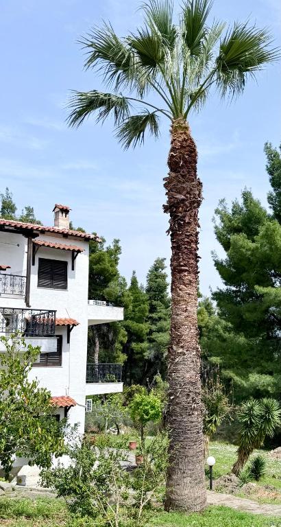 Forest Paradise - B&B Kryopigi