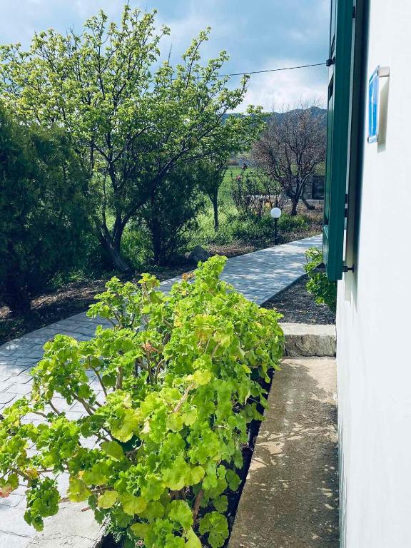 Lefkothea Apartments - Kontias, Lemnos - B&B Kondiás
