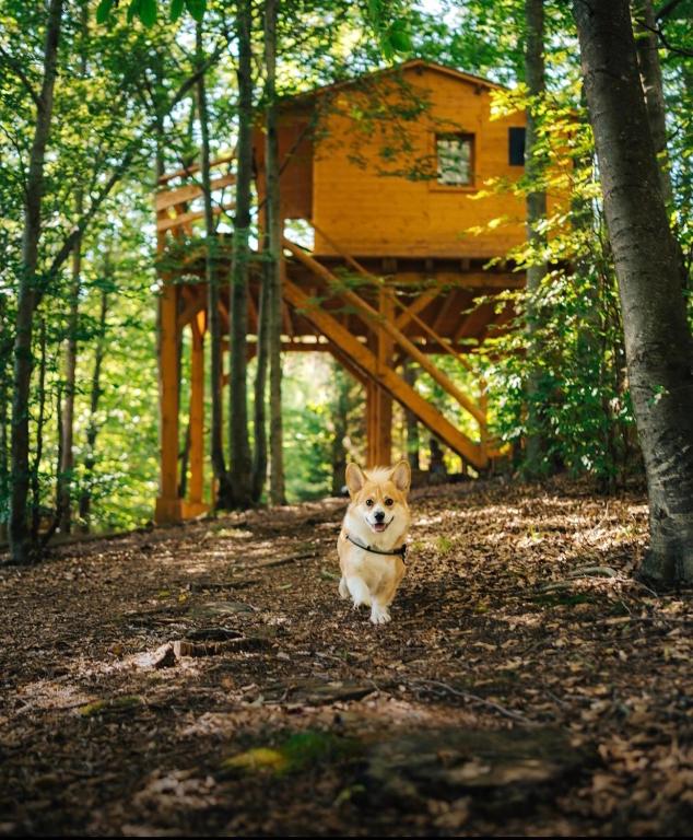 Treehouse Vtáčikovo - B&B Kežmarok