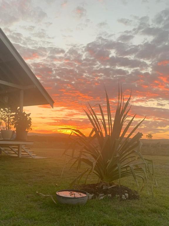 Pandanus Sandon River Road Brooms Head 2463 - B&B Brooms Head
