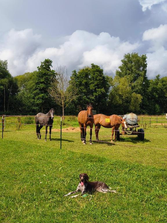 B&B Westernreiten K&K - B&B Osterode am Harz