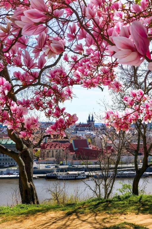 A room in an apartment in the heart of Prague and a Cat - Chambres d'hôtes Prague