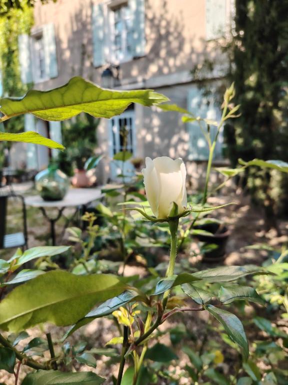 Mas Bérenger - B&B Beaumes-de-Venise