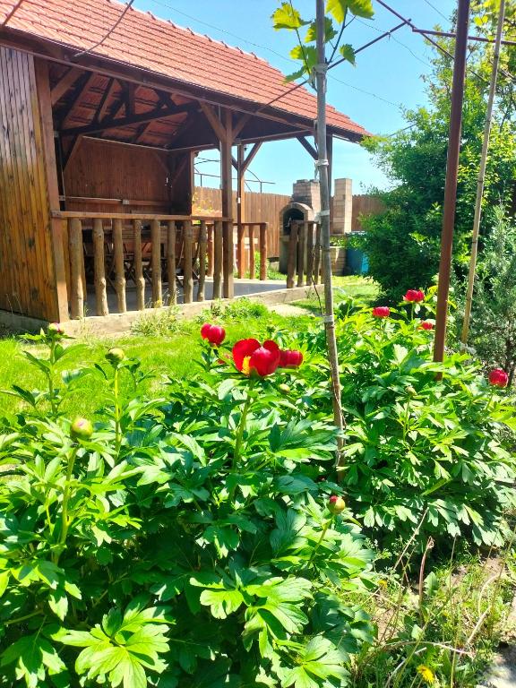 Casa Cami - Bed and Breakfast Jurilovca
