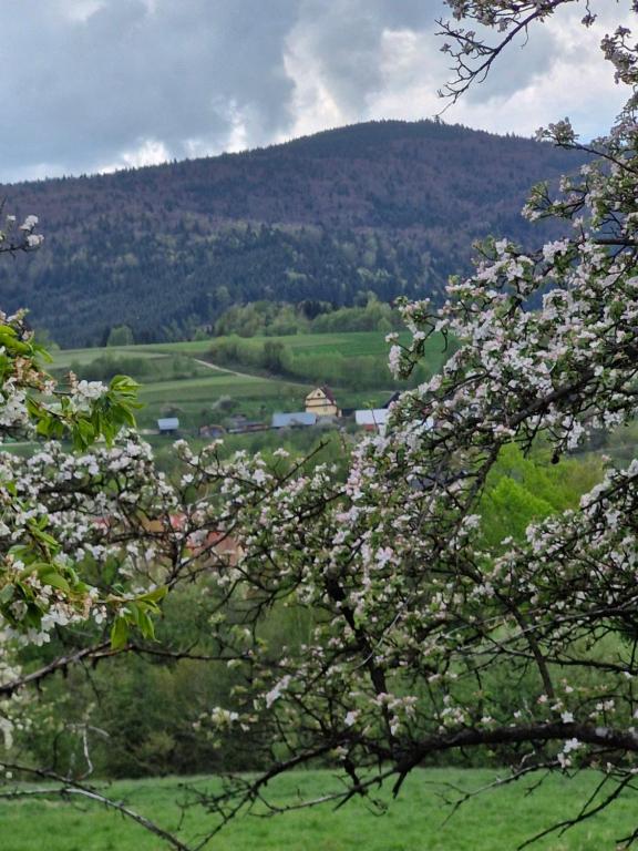 Chata pod Mogielicą - klimatyczny dom na wyłączność z ogrodem i widokiem na góry - B&B Słopnice