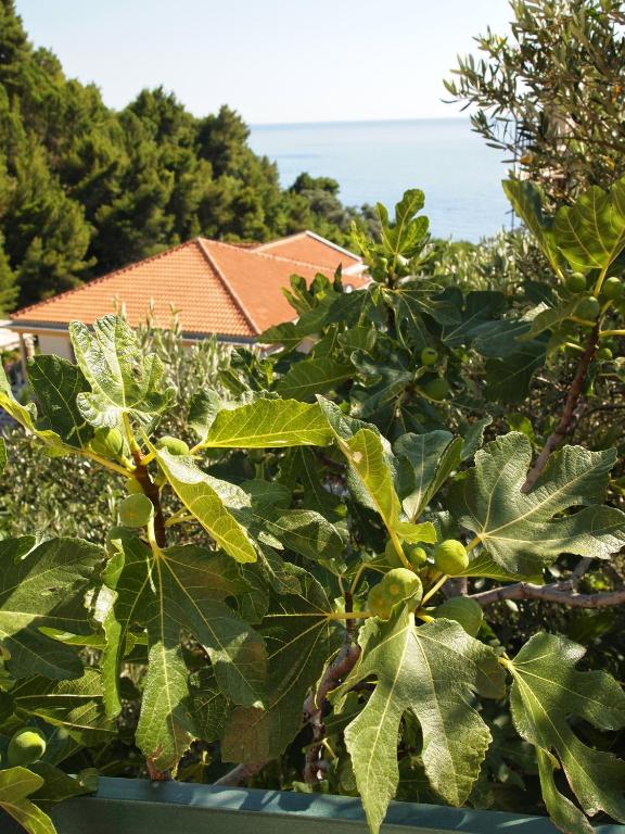 Zoro Apartments - B&B Sveti Stefan
