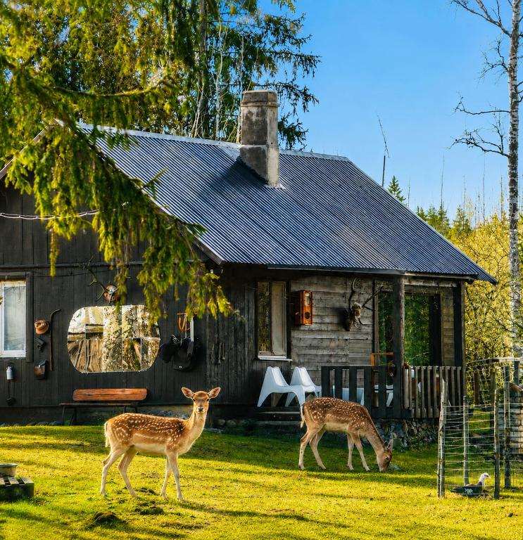 Lake Deer Park Retreat with Hot Tub & Sauna - Bed and Breakfast Talsi