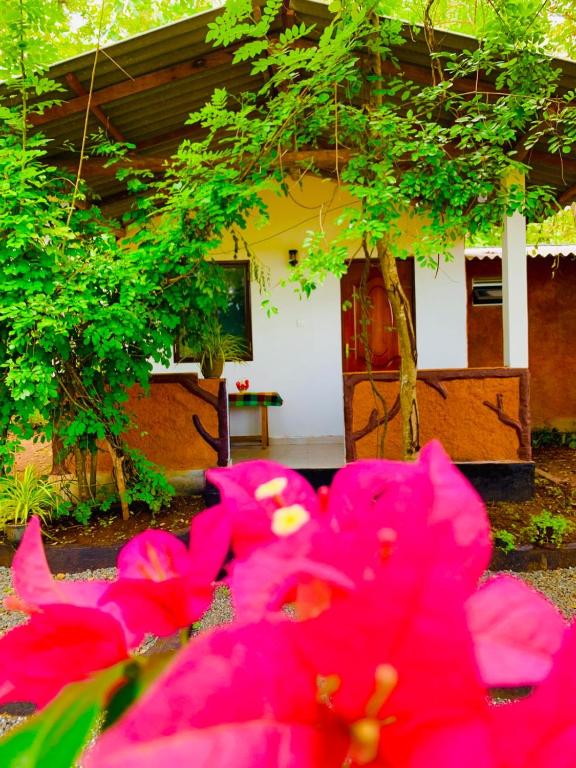 Die Elefanten Udawalawe - B&B Udawalawa