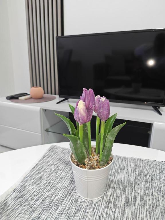 Ana - stan na dan - B&B Smederevska Palanka