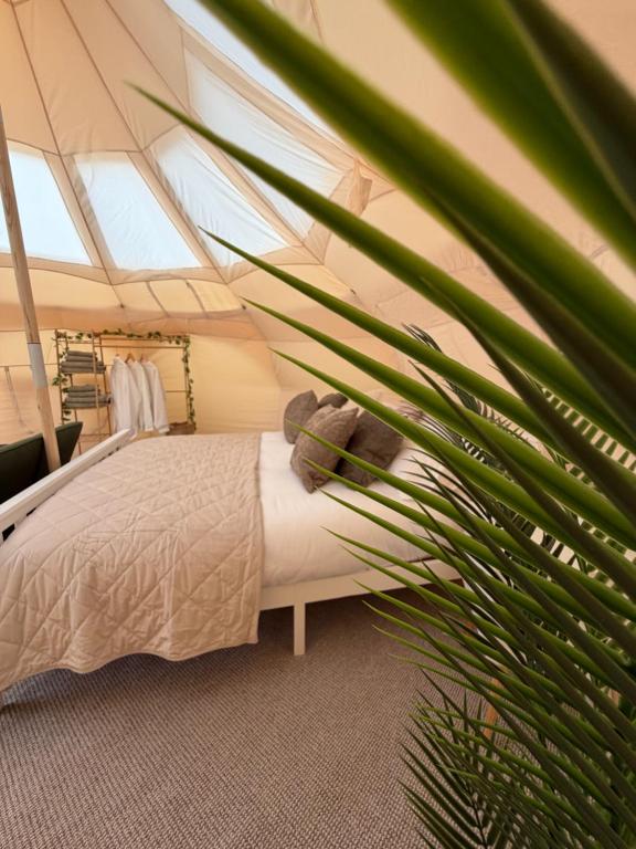 Dan Y Ser Stargazer tent with Hot tub - B&B Northop