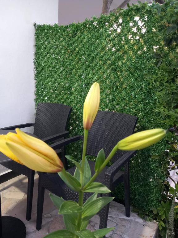 Guest House Bloom Garden - B&B Valona