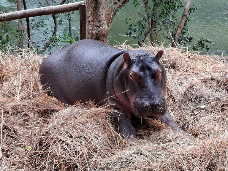 Jessica The Hippo - Ferienwohnung Hoedspruit