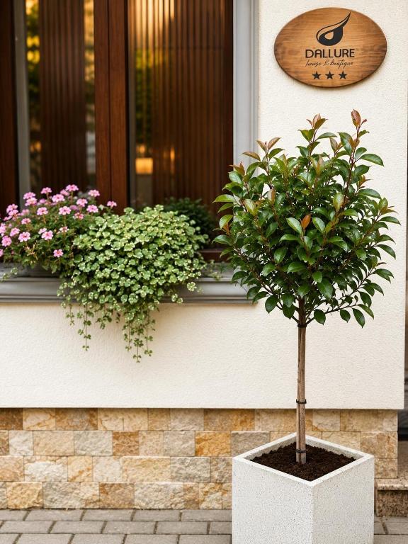 Dallure House Boutique Brasov - Chambres d'hôtes Braşov