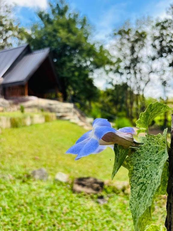 Nature Nest Cabana - B&B Sigiriya