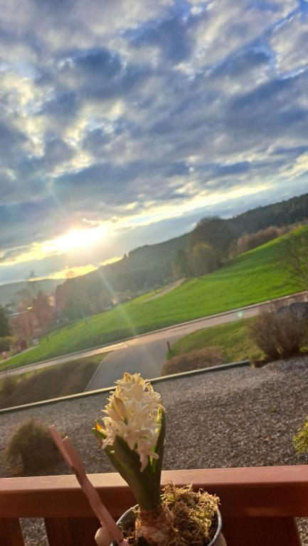Superior Ferienapartment LATIBÜHL am SCHLUCHSEE am Waldrand mit Balkon, Pool, Tiefgarage und Abendsonne - Ferienwohnung Schluchsee