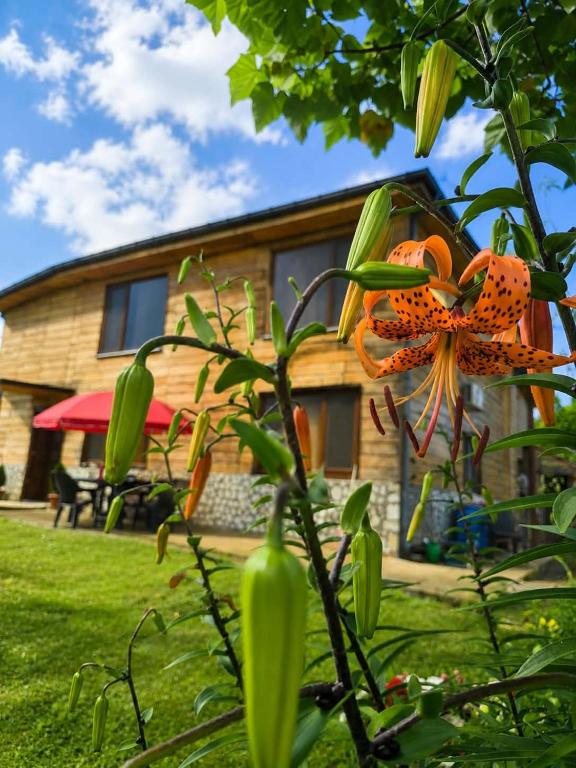 Lellia - Bed and Breakfast Martvili