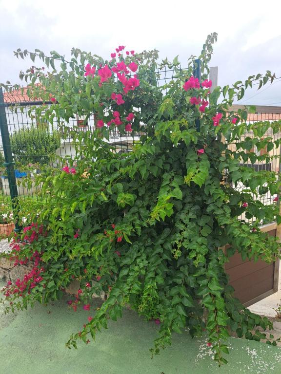 Apartamentos JOSMA - B&B Hinojedo