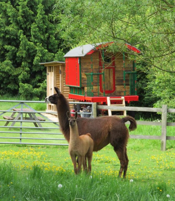 Catanger Llamas - B&B Weston