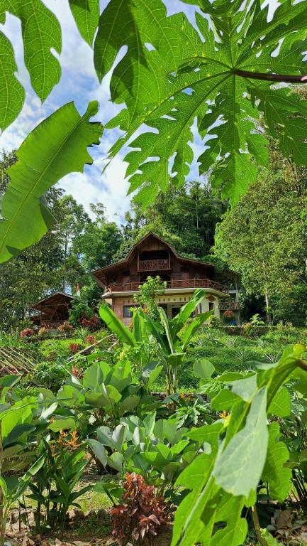 Bukit Lawang - Batu Kapal Rimba House - Bed and Breakfast Bukit Lewang