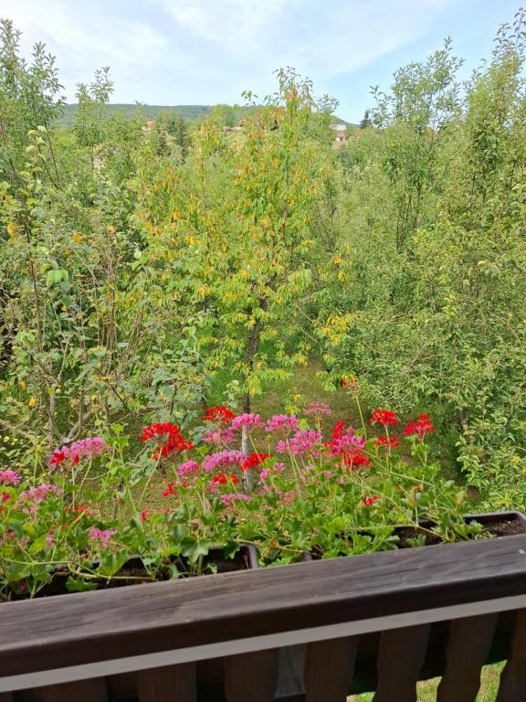 Apartman Leona - B&B Rakovica