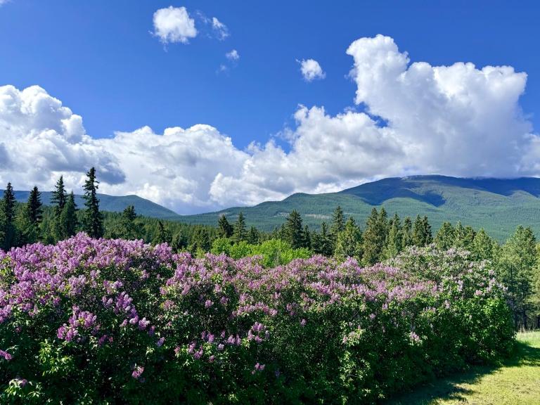 Pine & Peak Hot Tub Private Lake 19 Acres Near Cranbrook - Chambres d'hôtes Bull River