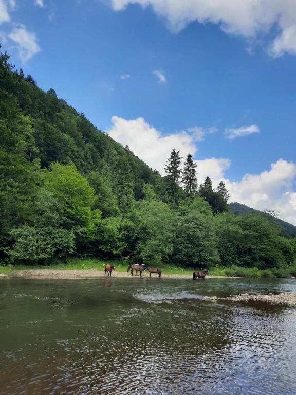 Будинок поміж гір - B&B Grebenuv