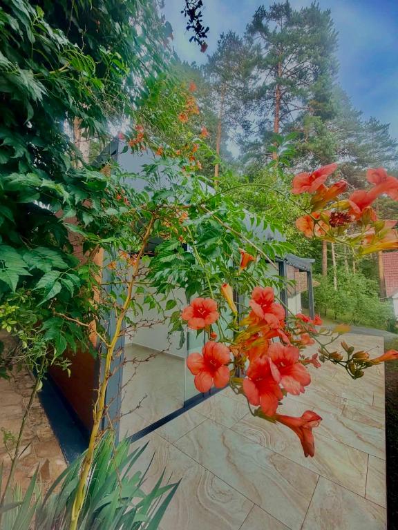 Pine Apartman Oasis Apartman - B&B Zavidovići