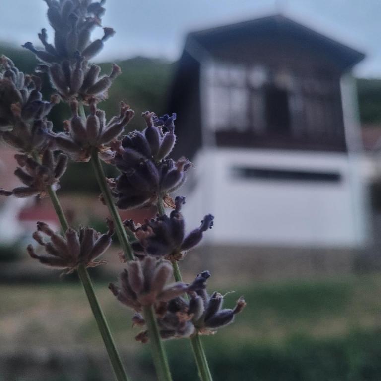 Ezüstfenyő Üdülő Visegrád - B&B Visegrád