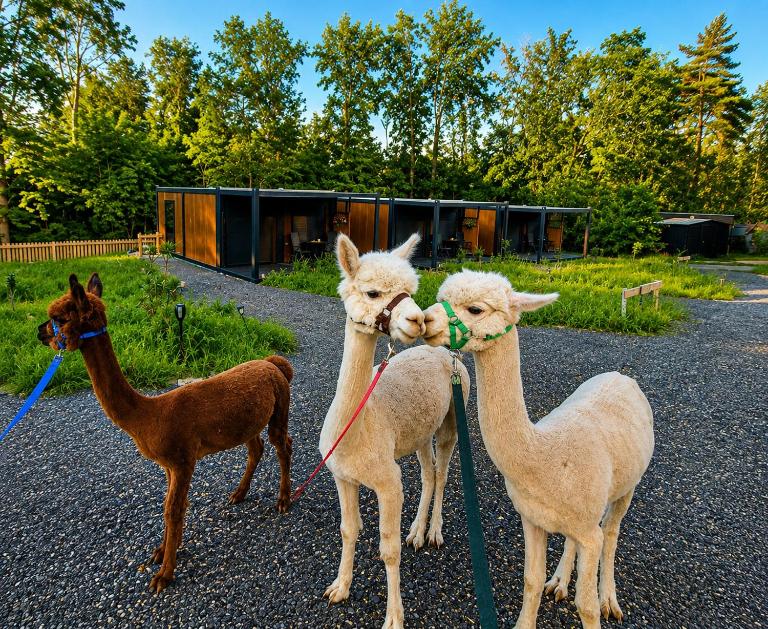 Tinyhouse mit Alpakas - Ruhe &Natur Rosmarinzeit Südburgenland-Frühstück zubuchbar - B&B Eltendorf