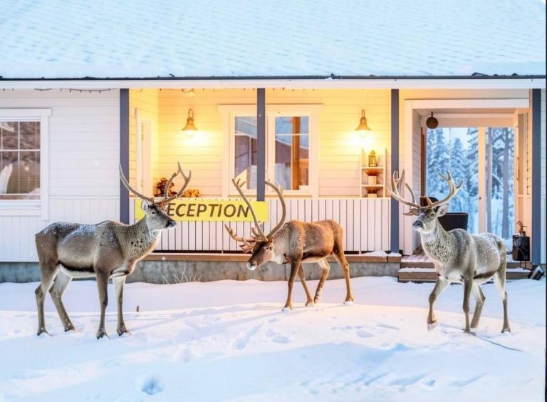 Scandinavian Dream Cottages Vikajarvi- Rovaniemi - Chambres d'hôtes Vikajärvi