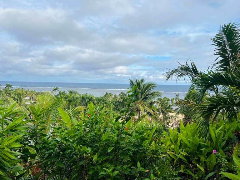 Palm Trees - B&B Sigatoka