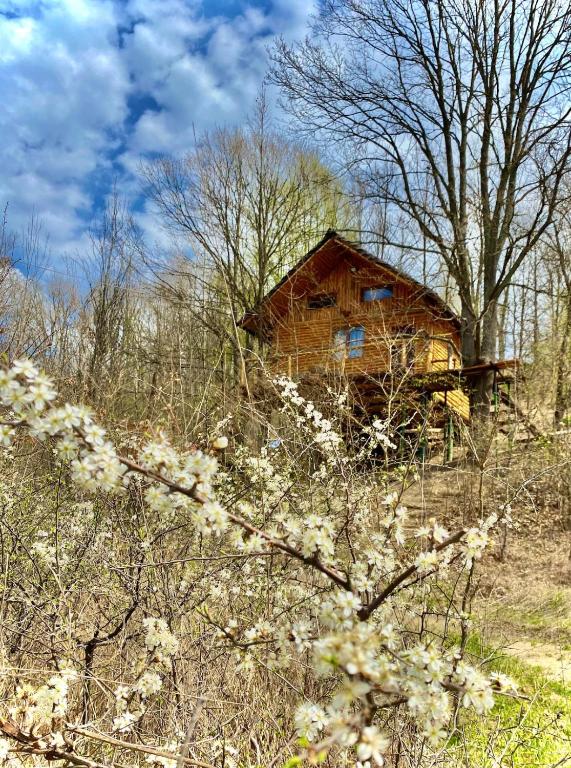 Colț Verde 1 - Log Cabin in the forest-Experience - Bed and Breakfast Dealu Leului