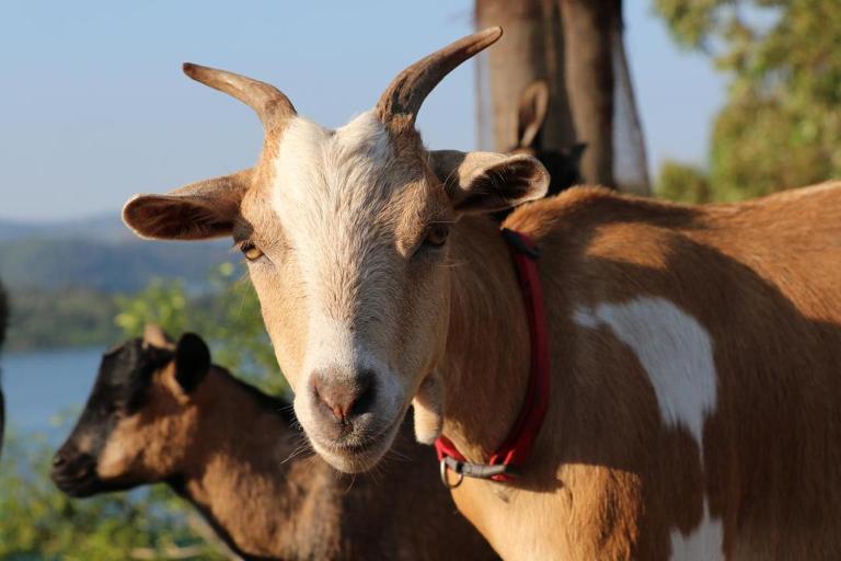 Amazi Land Home and Farm Stay - B&B Kibuye