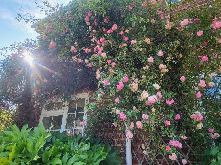 Stoneleigh Garden Retreat - B&B Frimley