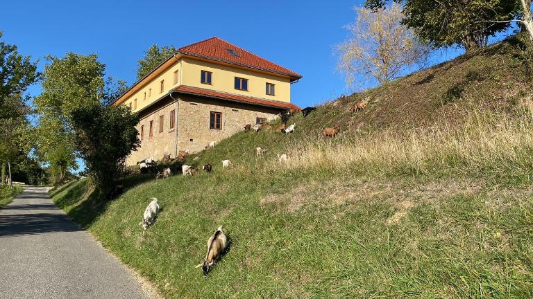Villa Kasimir - Farmstay - Bed and Breakfast Videm pri Ptuju