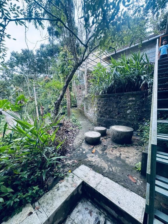 Misty wood - B&B Thekkady
