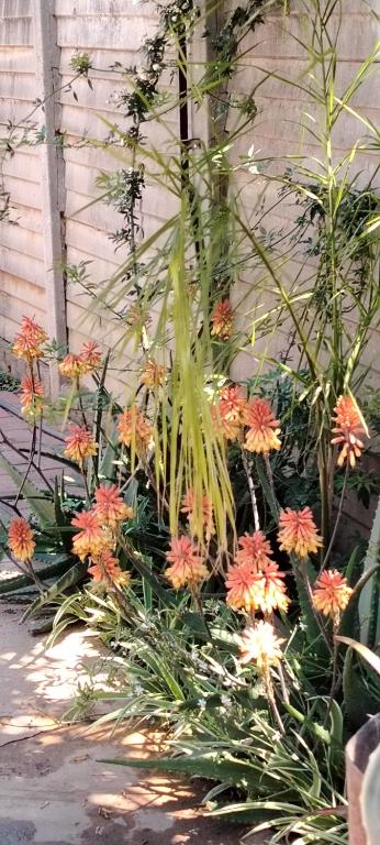 Aloe Haven - Chambres d'hôtes Lichtenburg