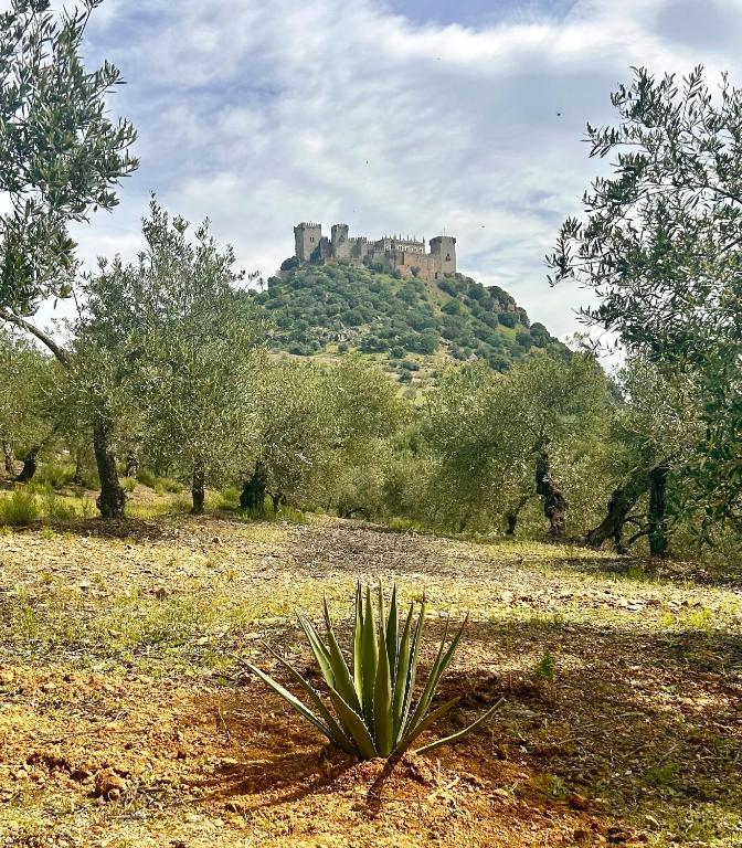 Casa Caraza, un olivar a los pies de un espectacular castillo - Ferienwohnung Almodóvar del Río