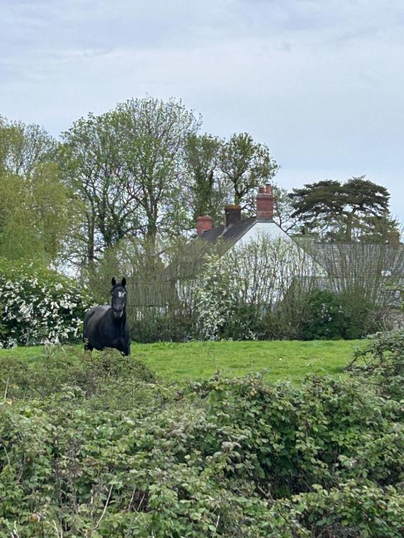 Monmouthshire, Cozy Double room, beautiful garden,farmhouse location, private bathroom, Raglan - B&B Bryngwyn