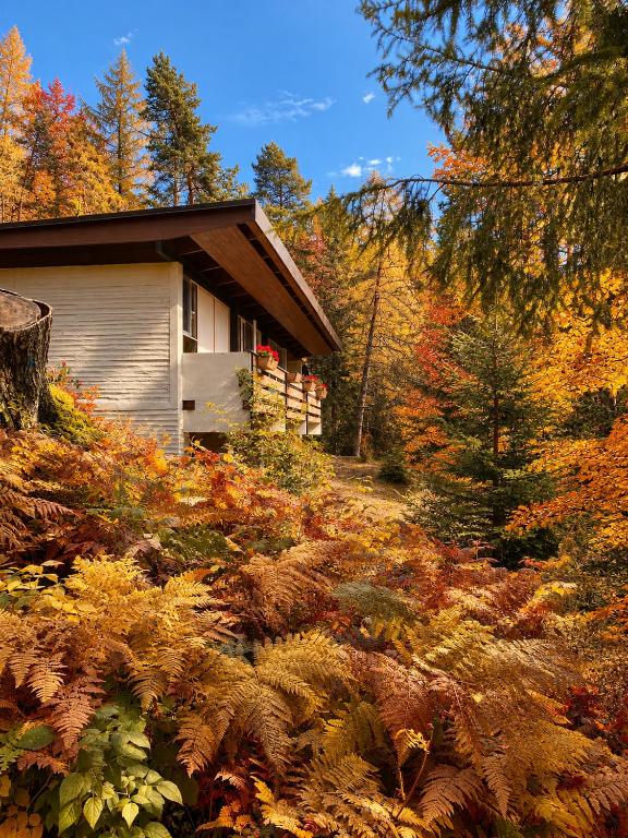 Ca'Mugo, a chalet in the magic woods, near Cortina - B&B Borca di Cadore