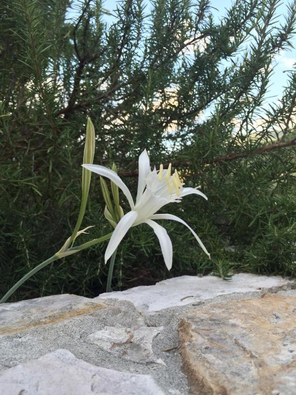 Ca' di Bianca - B&B Moneglia