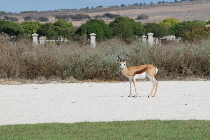 Langebaan Country Estate - image 6