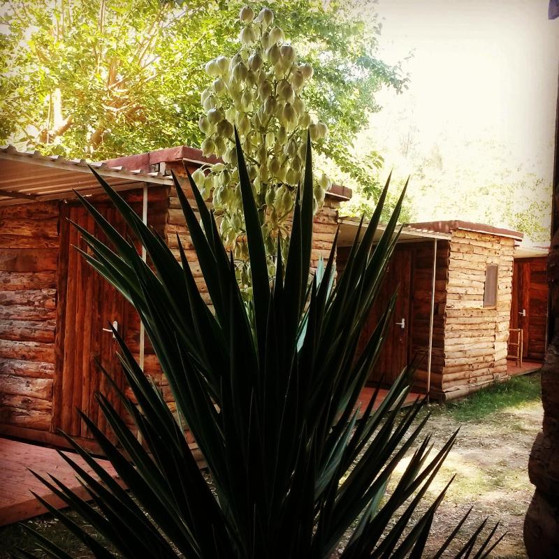 Standard Bungalow image 1