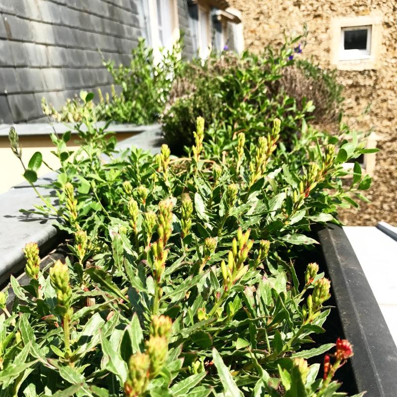 Classic Double Room with Terrace 