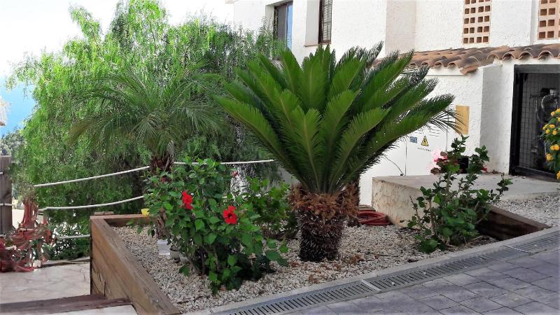 Altea Olivos G - image 11