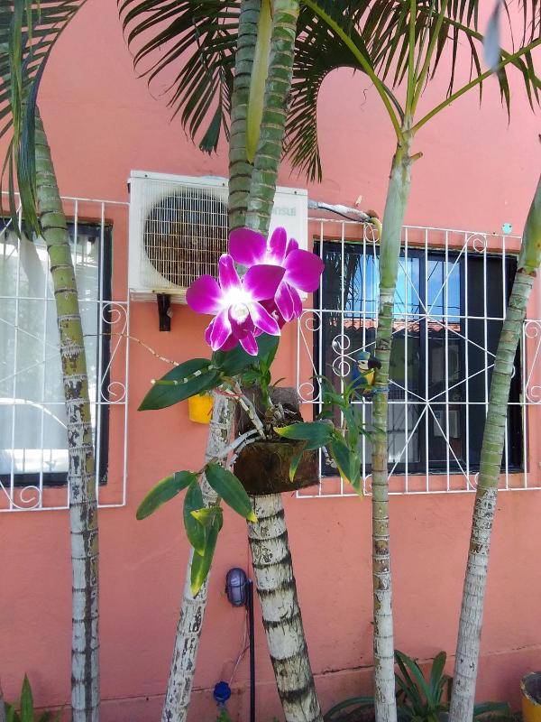 Pousada Suites das Galinhas - image 36