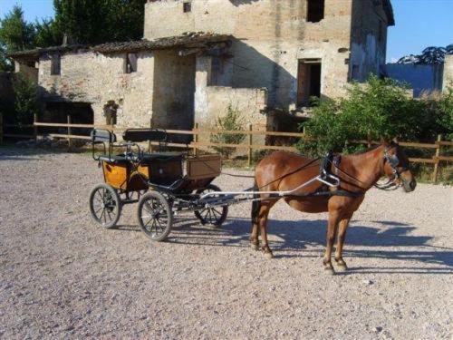 Assisi Garden - image 32
